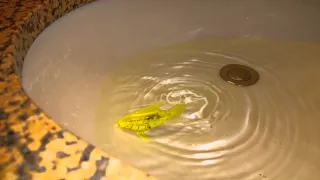 Hexbug aqua bot slow-mo