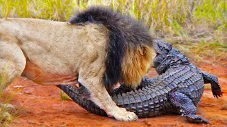 LIONS ATTACK CROCODILE WALKING ON LAND