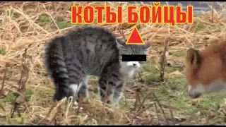 КОТЫ БОЙЦЫ - подборка лучших топ видео 2017