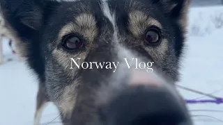 노르웨이 브이로그 Norway Vlog l 🐾 개썰매 투어 Dog sledding 🛷 l 트롬쇠 Tromsø