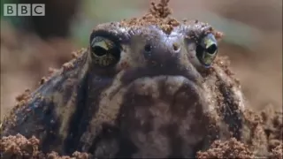 Amazing Rain Frogs | Life In Cold Blood | BBC