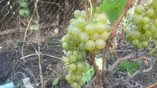 Бианка - технический виноград Венгерской селекции