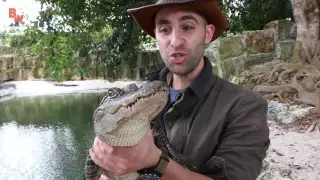 Крокодил укусит!