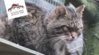 Scottish Wildcat at The Highland Wildlife Park - Love Your Wildlife Park 2013