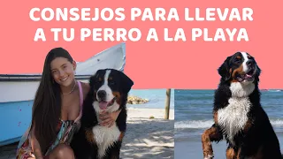 CONSEJOS PARA LLEVAR A TU PERRO A LA PLAYA - Lauvet