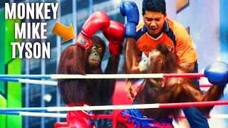 It's now time for Monkey Boxing
