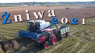 Rekordowe żniwa gorczycy 2021 ☆ Nowy Nabytek ☆ ZSRCKU Kościelec☆ Bizon☆