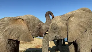 The Sweetest Baby Elephant Bonding with Khanyisa & Timisa at the Waterhole 🩷🐘