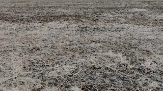 Посів озимої пшениці , попередник соя, no-till