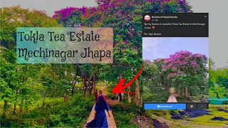 Beautiful Tokla Tea Estate In Mechinagar Jhapa | ❤️