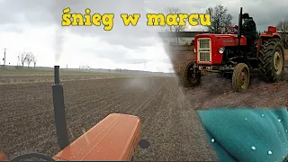 Marcowe manewry w śniegu 2020🌨️ czyli wałowanie na wesoło😂 Ursus c 360 w akcji...🚜 Milek 40 Team🎥