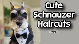 Cute Schnauzer Haircuts! Part 1. Dog Grooming tips.