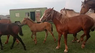 Кобылы не могут поделить жеребца