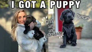 I GOT A PUPPY: Picking Up & Bringing Home My New Black Labrador Retriever & Our First Week Together