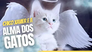 TUDO SOBRE a ALMA Felina - CHICO XAVIER: Segredos da ESPIRITUALIDADE com gatos