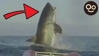 6 Avistamientos de MEGALODONES Reales Captados en Video