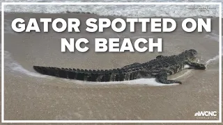 Gator spotted walking on North Carolina beach