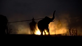 Inside an Elephant capture