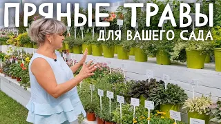 Пряные травы для цветников и декоративного огорода