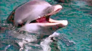 а дельфины  добрые  3