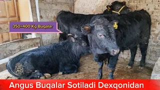 ANGUS BUQALAR SOTILADI DEXQONCHILIK BUQALAR 21-fevral, 2024