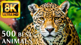 8K HDR 60FPS Dolby Vision - THE 500 MOST BEAUTIFUL ANIMALS 8K ULTRA HD 8K ULTRA HD (60FPS HDR10+)