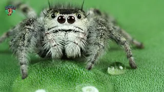 Arachnophobia, Spiders up close and personal