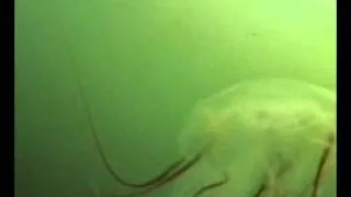 медуза цианея.avi