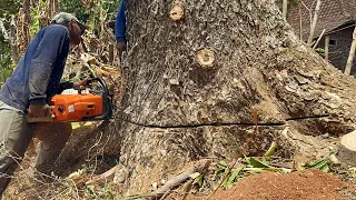 Amazing‼️ Felling huge tree... Stihl ms881 chainsaw.