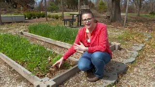 Terminating Cover Crops to Prepare the Garden