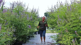 Where should you plant a Vitex Tree?