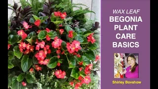 BEGONIA PLANT CARE BASICS: WAX LEAF BEGONIAS / EdenMakers