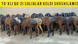 ASL NASILIK TOʻXLI SOGʻLIQLAT KELDI SHOSHILAMIZ SONI CHEKLANGAN