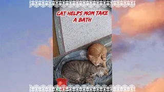 🇹🇼橘貓幫貓媽洗澡❗Cat helps cat mother take a bath❗猫は母猫の洗を手伝います❗#cat #猫 #貓星人 #台湾#田舎 #feral#台灣#面白い #catlover