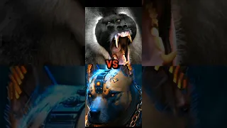 PITBULL VS LION, CAUCASIAN SHEPHERD,BABOON ,(BITE FORCE)