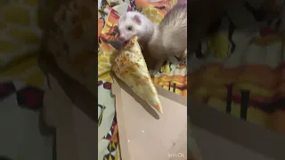 Жизнь с хорьком #ferret #youtubeshorts #youtubeshorts #хорек #смешныеживотные #забавныеживотные