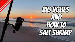 BIG Uglies and How To Salt Shrimp