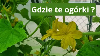 Ogórki kwitną a brak owoców. Nawożenie w lipcu