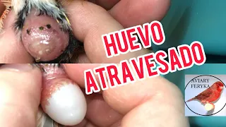 Como sacar un huevo atravesado o atorado en una canaria