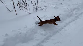 Кроличья (миниатюрная) такса играет в зимнем лесу/ Mini dachshund walks in the winter forest.