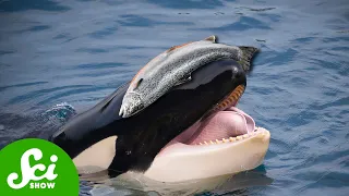Is The Orca Uprising Upon Us?