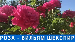 Роза -  Вильям Шекспир//Rose - Willam Shakespeare//