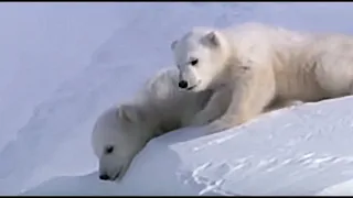 Cute Polar Bear Cubs Slip on the Arctic Ice | Planet Earth | BBC Earth