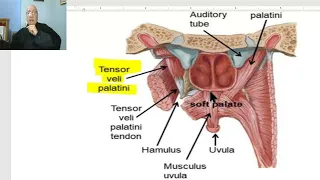 Anatomy of head and neck module in Arabic 89 (Palate) , by Dr. Wahdan