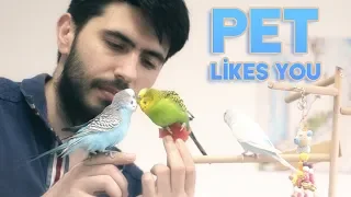 How to Tell if Your Pet Bird Likes You