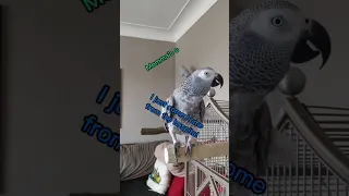 They Do Understand #africangrey #animals #birds #fun #fyp #parrots #pets #lol #funny #shorts #cute