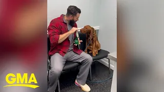Veterinarian helps dog calm down before visit
