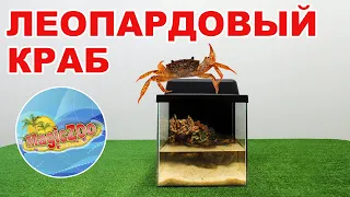 Королевский краб, или как оформить аквариум для леопардового краба | aquarium crab