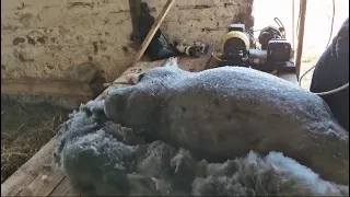 Видео как правильно быстро и качественно стричь овец#георгиевскийдорпер #жирохвостики #овцы #стрижка
