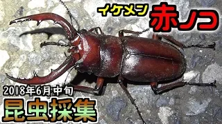 【カブトムシ・クワガタ】 昆虫採集 2018年6月中旬 「巨大ノコを求めて」